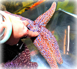 We are the Sea Stars. I matter. You matter and what you do matters.