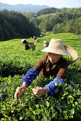 March 2009 harvest in Xuan En’s Ma’An Village.