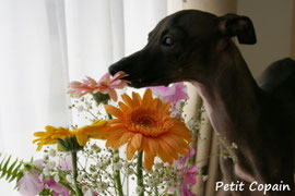 プロフィール - イタリアン・グレーハウンド専門犬舎 ～PETIT COPAIN