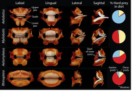 Comparative jaw morphology & diet across myliobatids