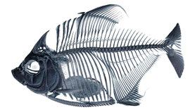 Scale-eating piranha, note large scales in gut