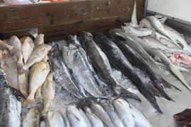 Fish market catch in Georgetown, Guyana