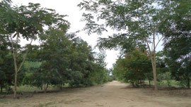 Matured trees
