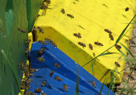 Imker Honig Anröchte Bienen Bienenkäste Honigernte 