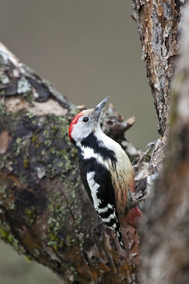 Mittelspecht (Dendrocopos medius) / Middle Spotted Woodpecker