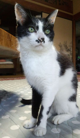 18歳の老猫