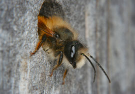 Rostrote Mauerbiene, Foto: Joachim Eberhardt