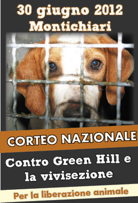 fermare green hill dog angels