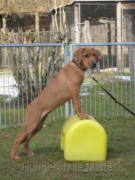 In der Hundeschule Matte werden Welpen im Alter von 10 bis 16 Wochen in Welpengruppen spielerisch auf das Leben vorbereitet.