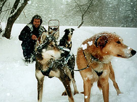Drei-Hunde-Gespann