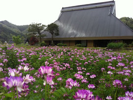 Furumaya House in spring