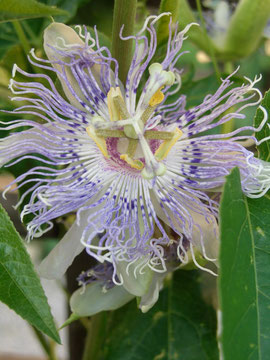 Passiflora Incarnata Fruchtsorte