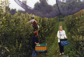 La famiglia Ohnewein nei campi durante la raccolta delle mele.