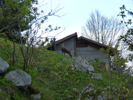 Gämse, Holzflüelihütte, Zustieg Grosser Mythen Westwand Abendsonne, Hampeissiweg