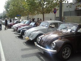 Concentración de escarabajos en Tossa de Mar