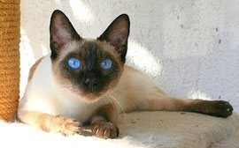 Thai seal point, Foto: