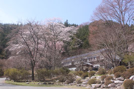 野底山森林公園　桜