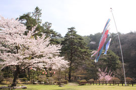 桜と鯉のぼり