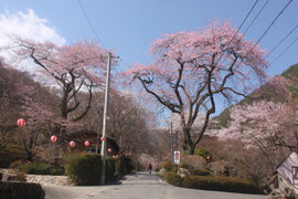 野底山森林公園　桜