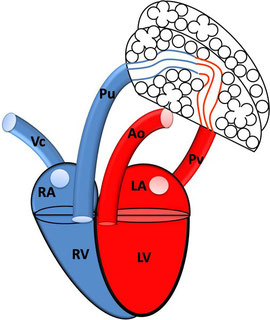 Physiologische Verhältnisse; RA: rechtes Atrium; RV: rechter Ventrikel; VC: Vena cava; Pu: Pulmonalarterie; LA: linkes Atrium; LV: linker Ventrikel; PV: Pulmonalvene; Ao: Aorta
