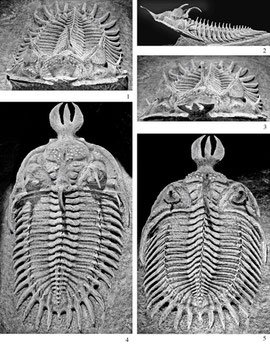 Fuente: Imágenes google. http://jpaleontol.geoscienceworld.org