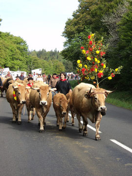 Aubrac La transhumance près de St Cyprien en Aveyron