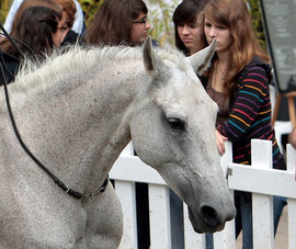 Jardineira, Equestria 2011