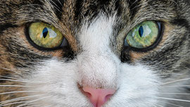 Tierbetreuung vor Ort, Katzenbetreuung durch ausgesuchte Katzensitter. Keine Tierpension, keine Katzenpension