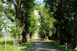 Alleenstrasse bei Coswig