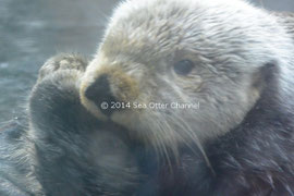 モントレーベイ水族館で最高齢のローザ (photo:らっこちゃんねる | Sea Otter Channel)