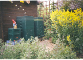 Bienen in Goslar / Ohlhof