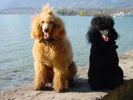 Monty und Goliath
