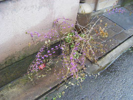 なんの花でしょう?