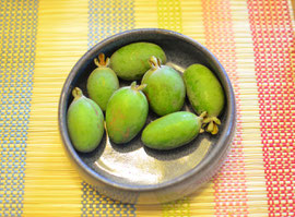 Feijoa sellowiana