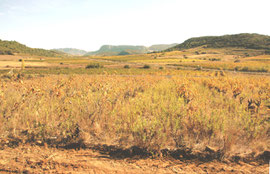 Parcelle de mourvèdre "à l'état sauvage"