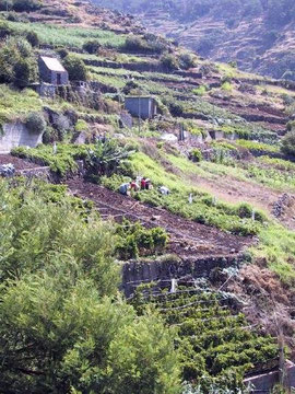 Vignoble madérence