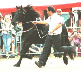 Etalon de Mérens au trot