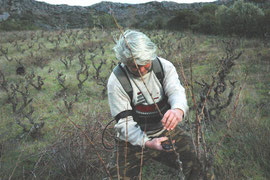 Derniers coups de cisaille au vieux carignan (1922) de "La Loute", 6 déc. 2011