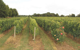 Domaine Sorbe, à Brinay