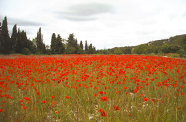 Poppies ....