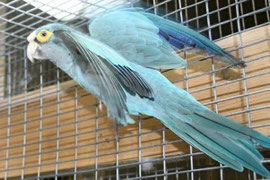 Blau   Aratinga canicularis (Elfenbeinsittich) 