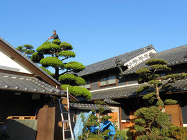 カイヅカイブキ剪定【庭匠（にわしょう）】造園・外構・エクステリア－奈良県北葛城郡広陵町