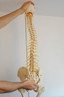 Kreuzbein und Schädel, dazwischen die einzelnen Wirbel mit den Spinalnerven
