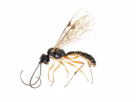 日本から約100年ぶりに報告されたボウズハバチヤドリヒメバチ Acrotomus lucidulus (渡辺,2010a より引用)
