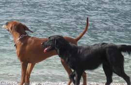 Roxy findet schnell Freunde
