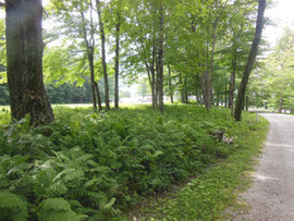 The approach to Hildene is through a fern-lined woodland drive