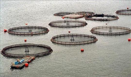 Salmonera in Cile; fotocredit: worldpress