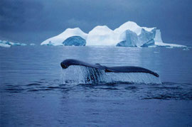 Balena in Patagonia. Fotocredit: Filippo Mennuni