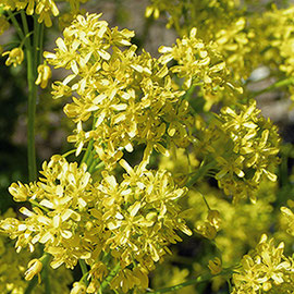 Le pastel ou Isatis tinctoria est une plante de la famille des crucifères qui atteint 1 mètre de haut. Semé à la fin de l’hiver, il fleurit au printemps (fleurs jaunes)