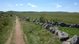 Aubrac, rieutort,compostelle,gr65